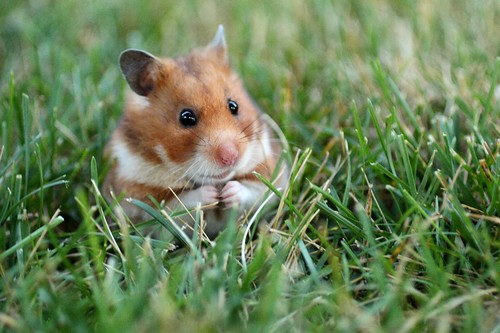ハムスター